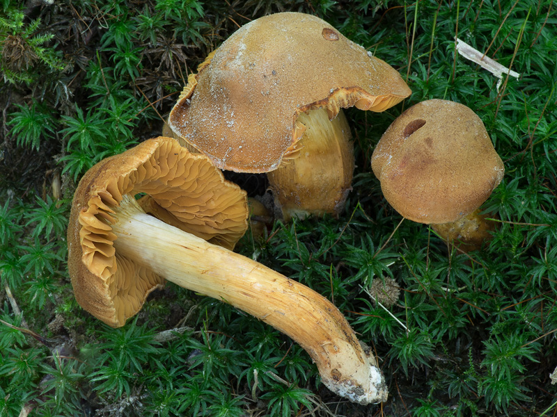 Cortinarius orellanus